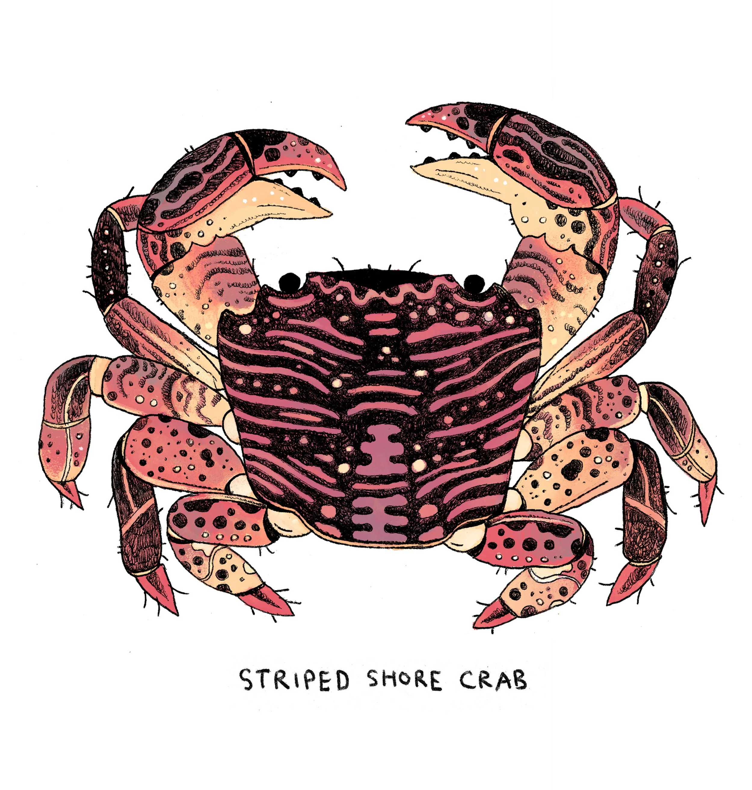 shore crab