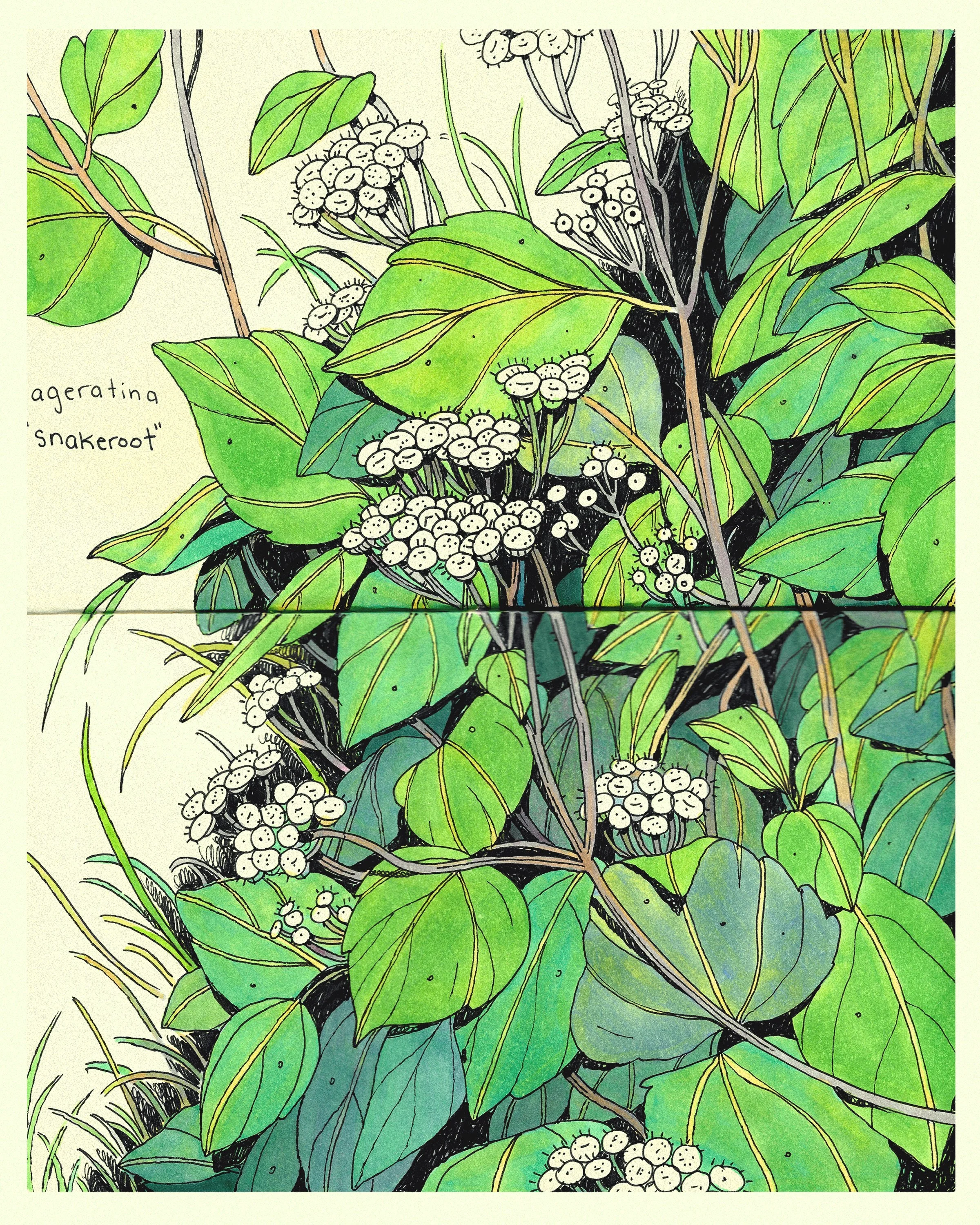 snakeroot.jpg