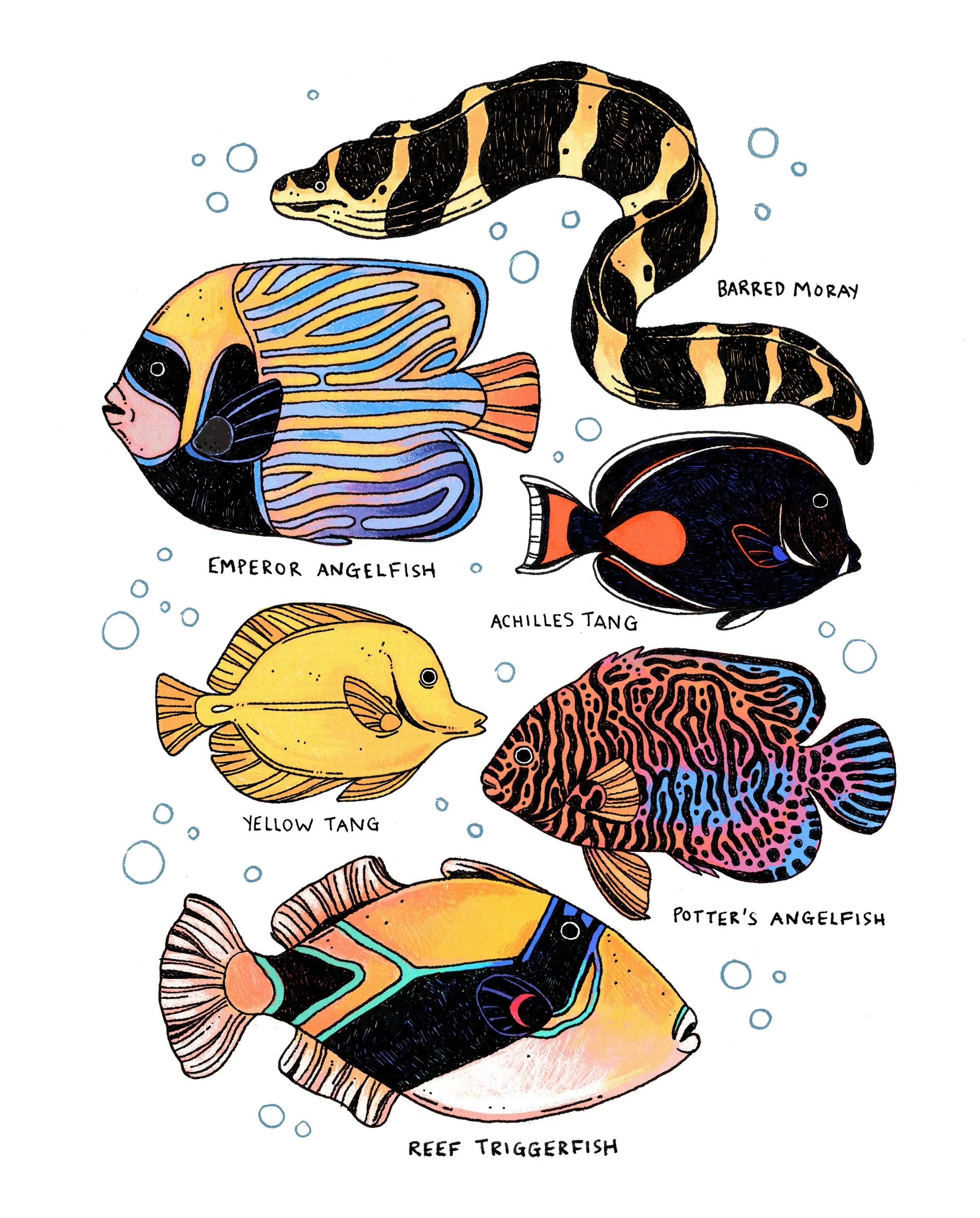 hawaiian reef fish