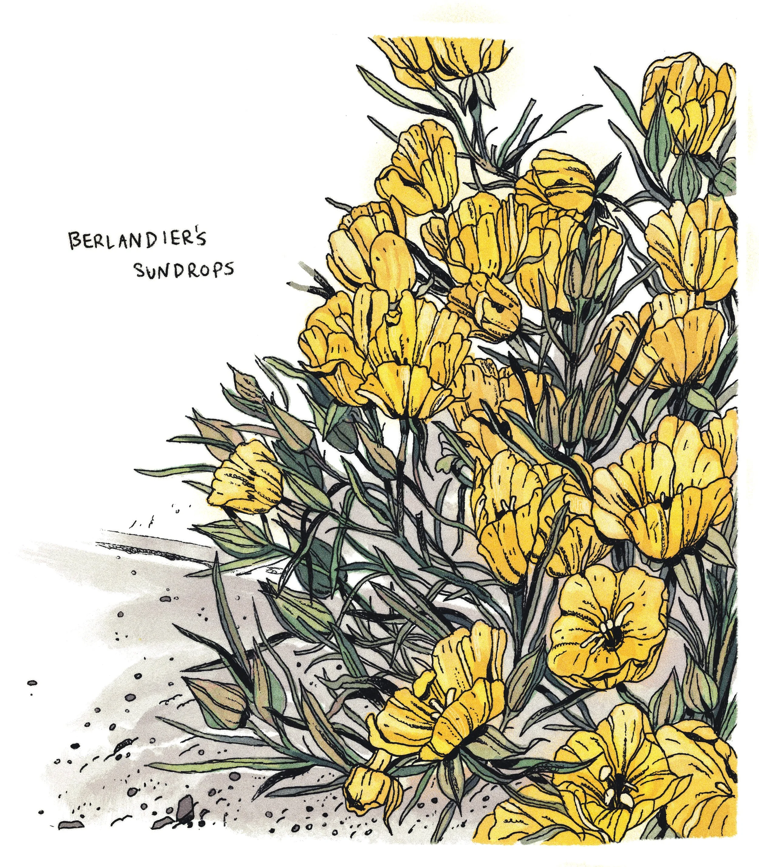 berlandierssundrops2.jpg