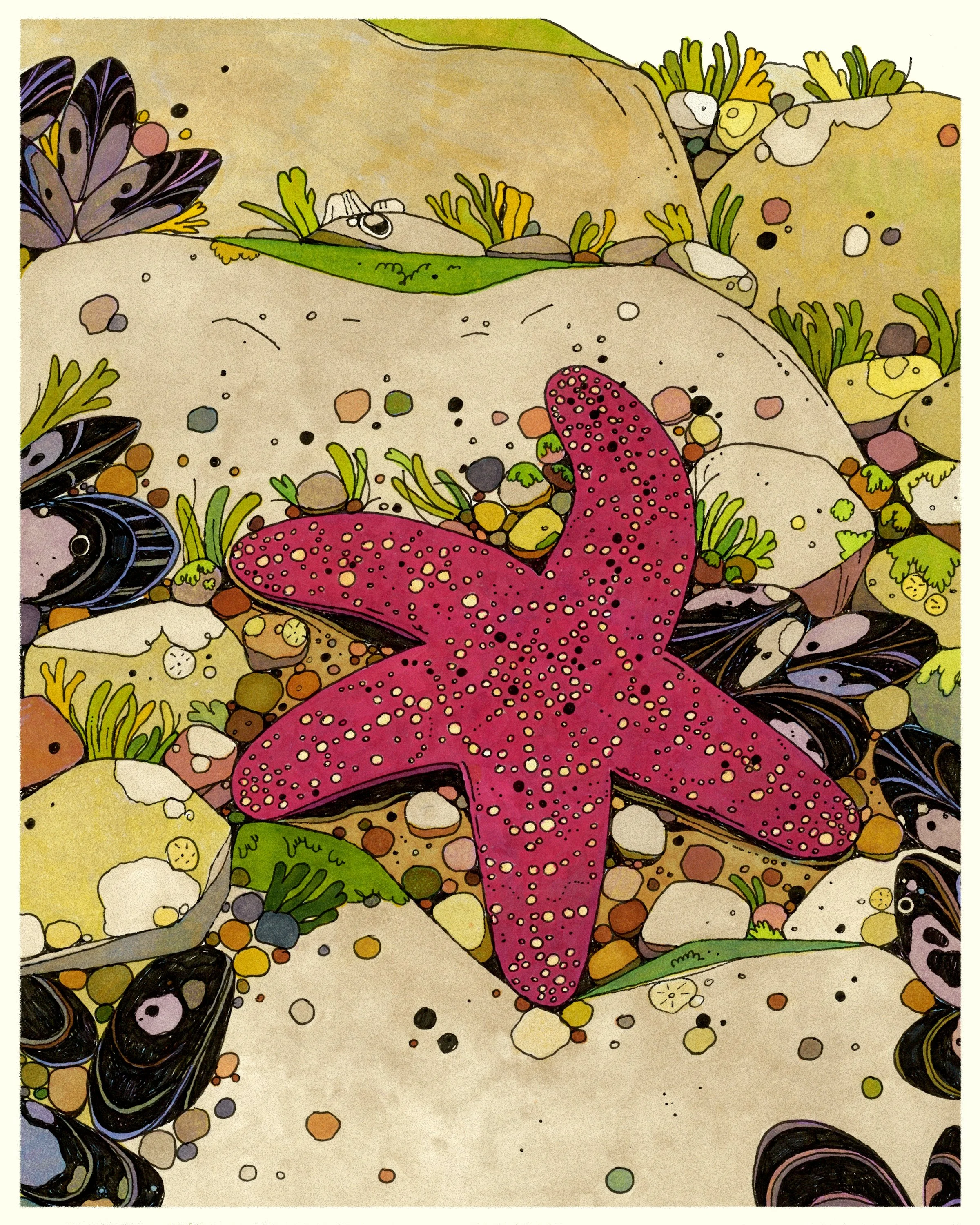starfish