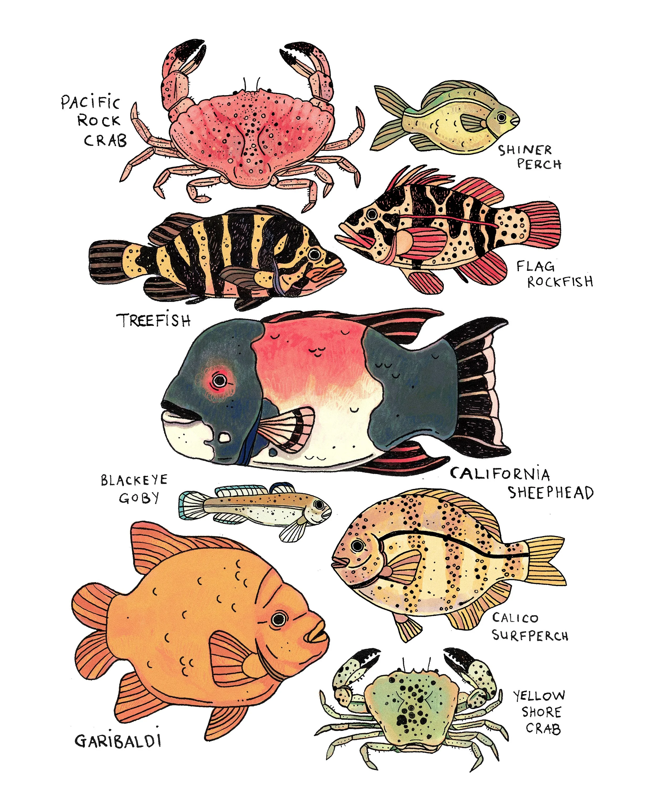california coastal critters