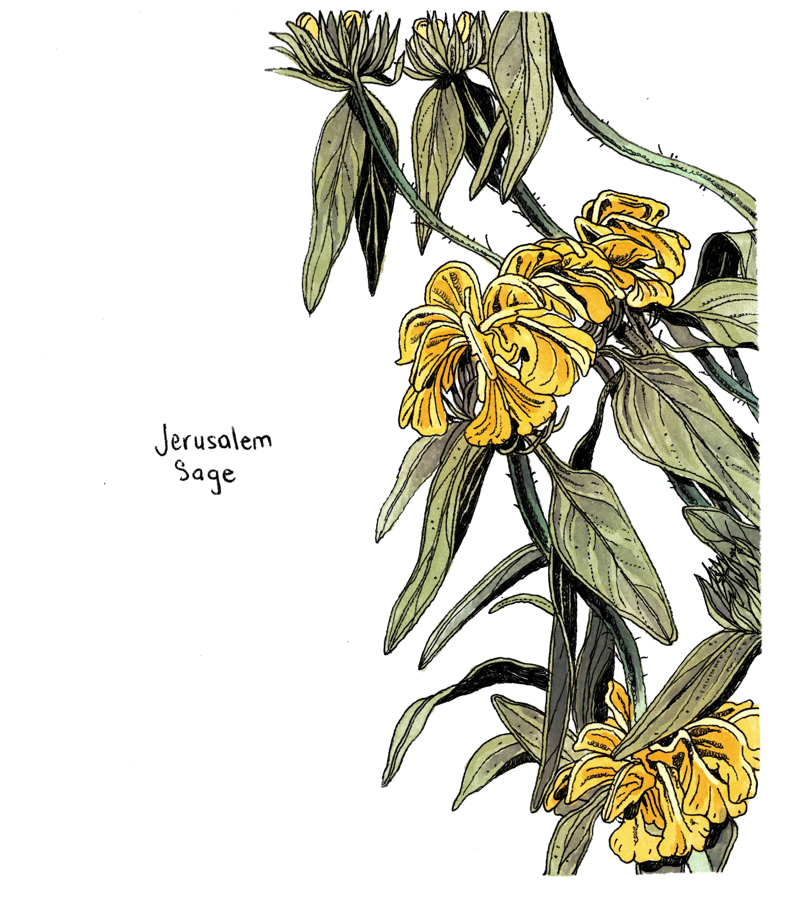 jerusalemsage2.jpg