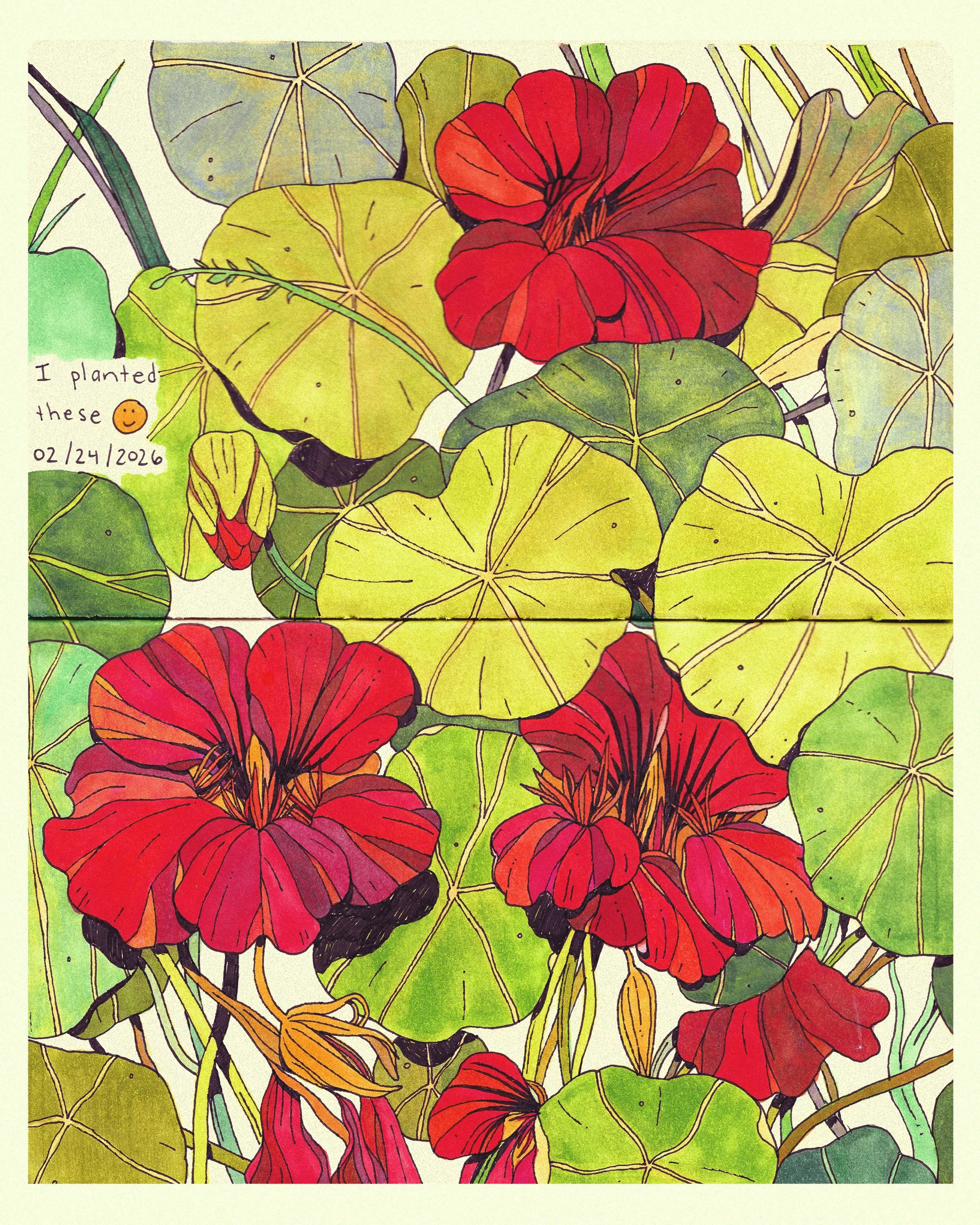 nasturtium.jpg