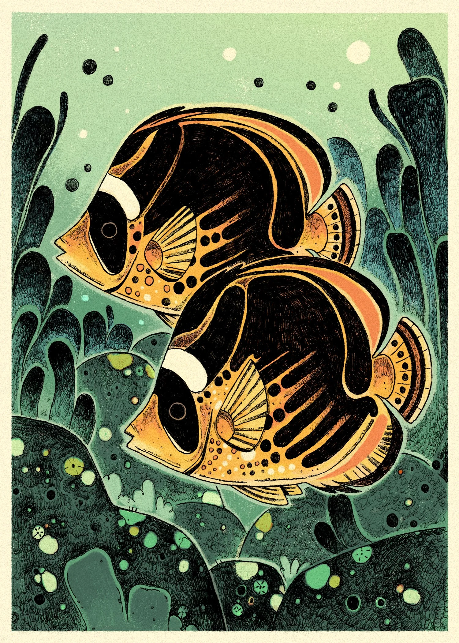 butterflyfish