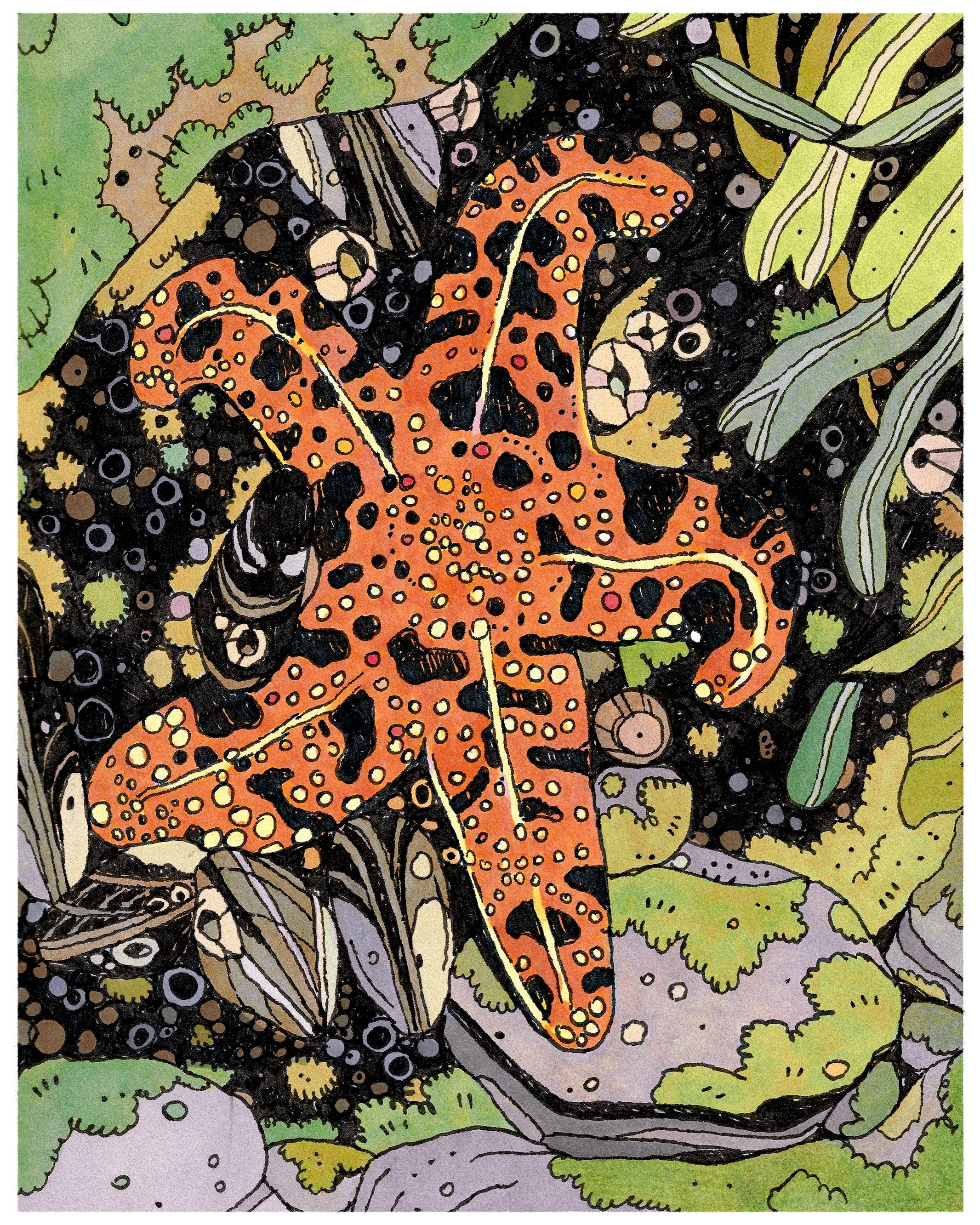 starfish_IG.jpg
