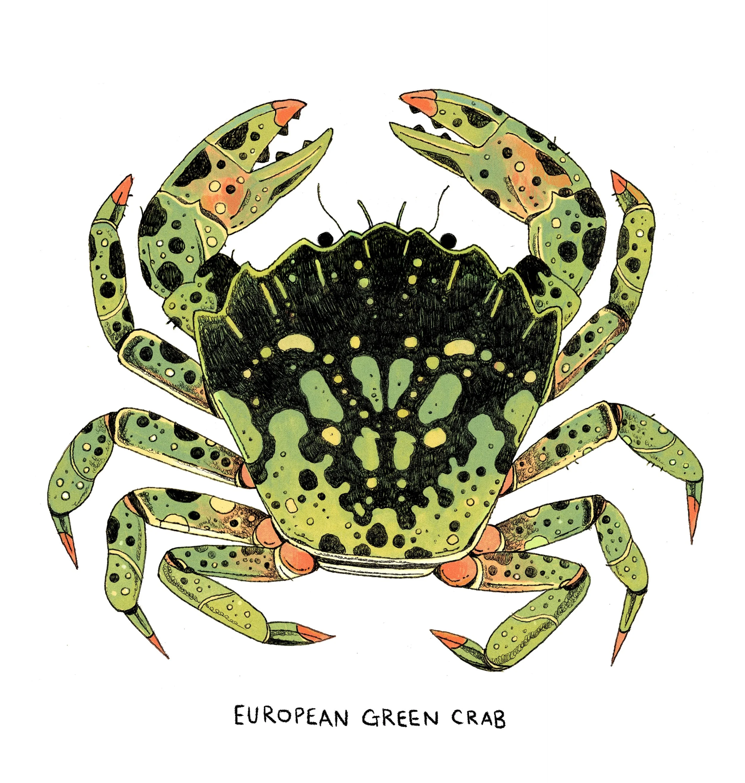 europeangreencrab_whitebg.jpg
