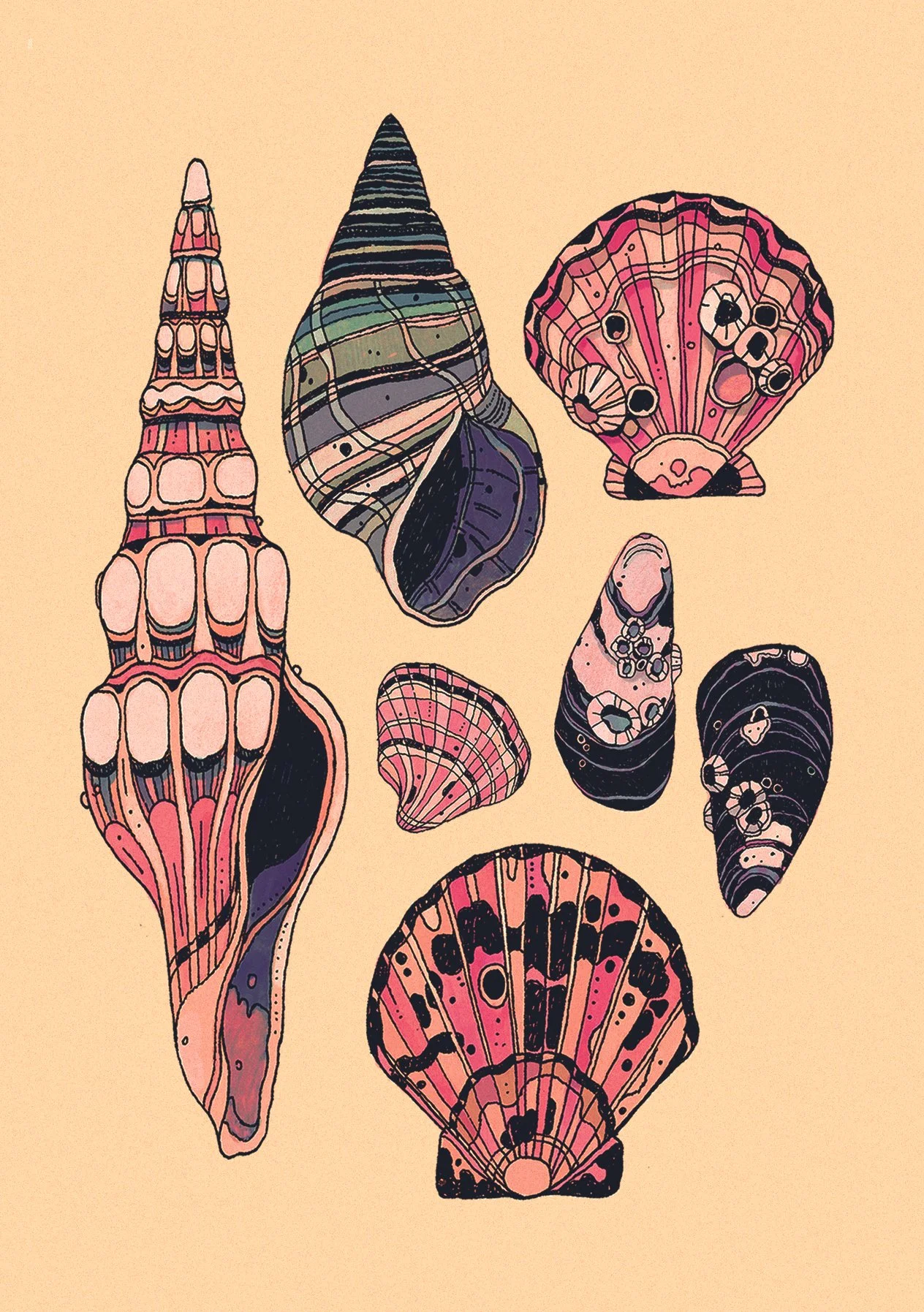 seashells