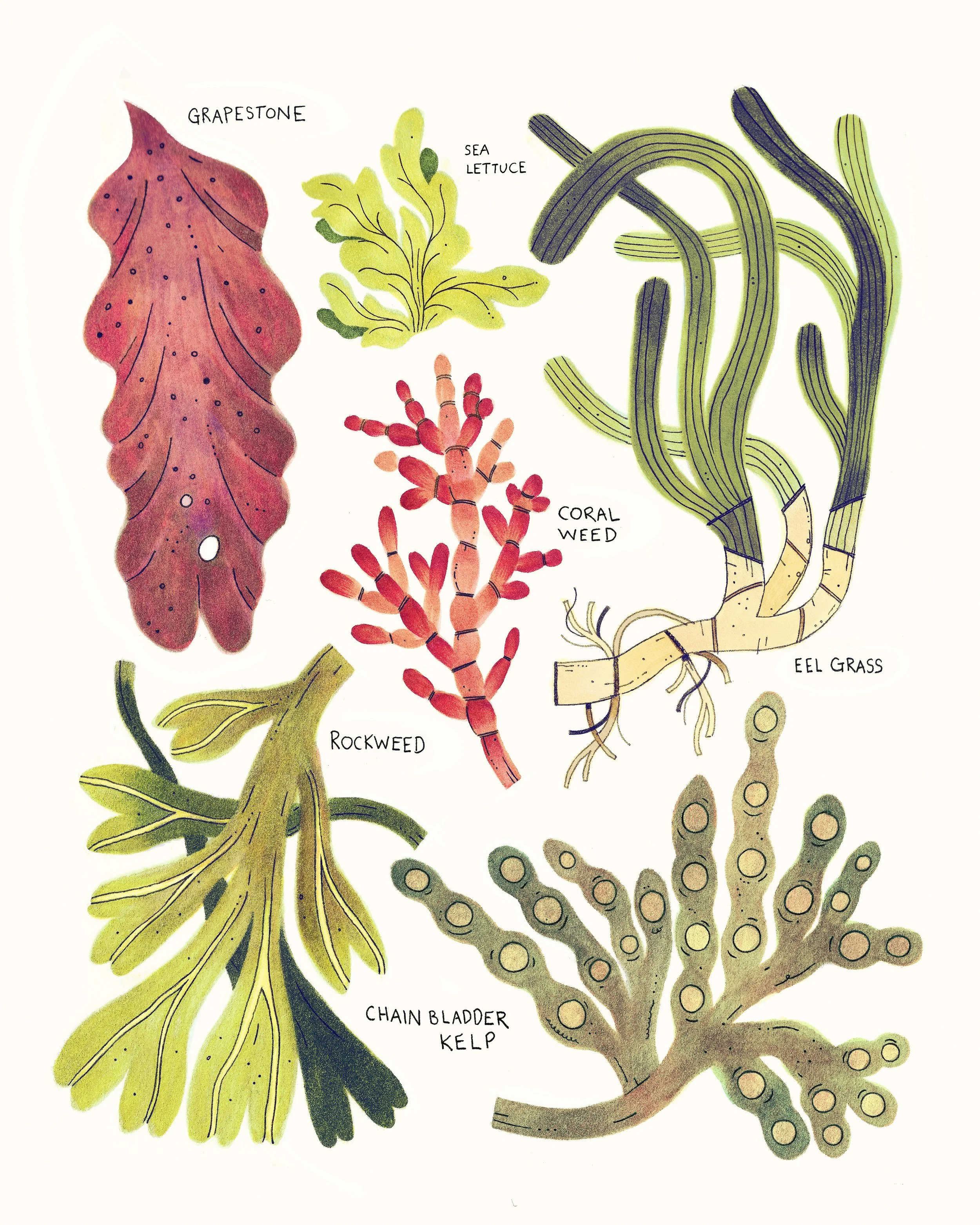 marineplants_002.jpg
