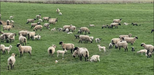 Spring means adorable baby lambs on Sauvie Island! Photo by Audrey Trupp Folwell of Trupp Family Farm