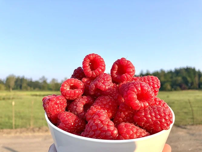 Raspberries from The Pumpkin Patch