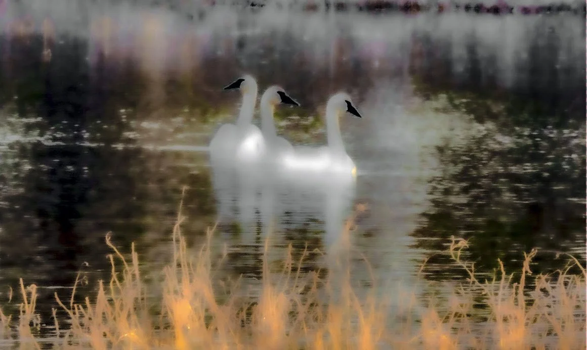 Photo by Sauvie Island resident Stuart Sandler