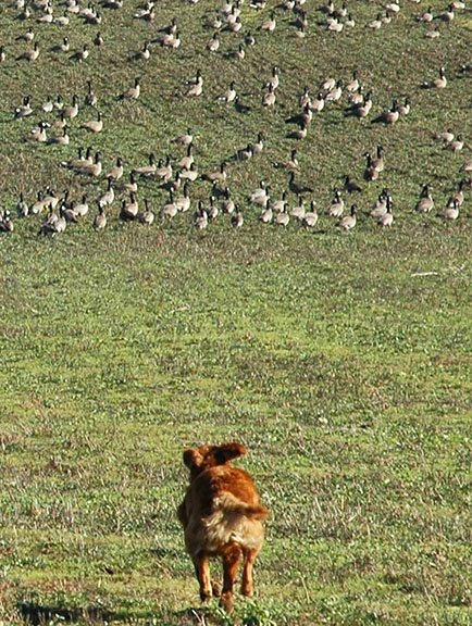 Photo-Betsy-cheddar after geese SMALL.jpg