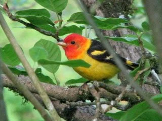 Western Tanager