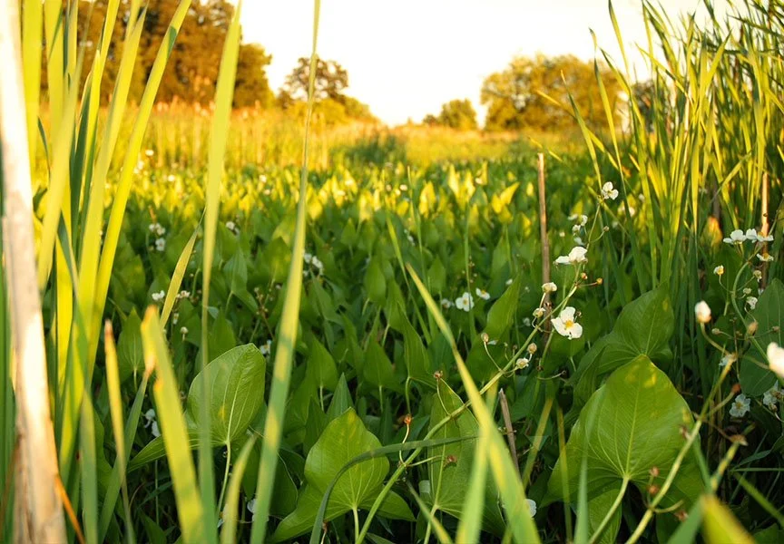 Photo by Sauvie Island resident Betsy Powell