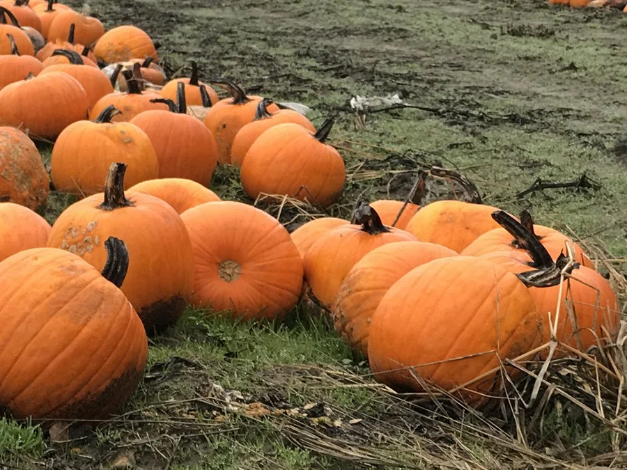 Sauvie Island Pumpkin field