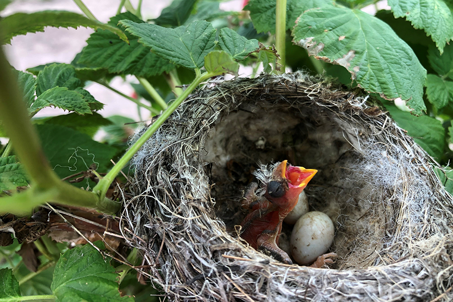 Bird Nest in the Berry Patch.  Photo by Sauvie Island resident Martha Berndt