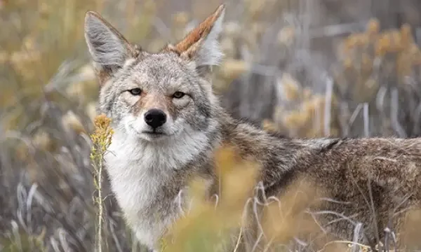 wildlife