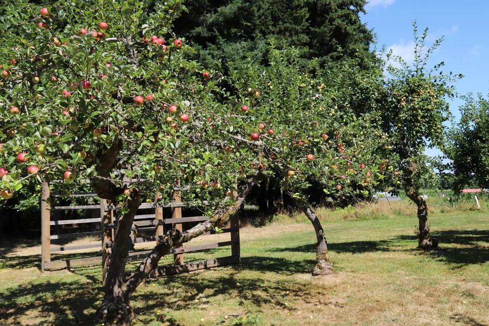 Howell Territorial Park apple trees