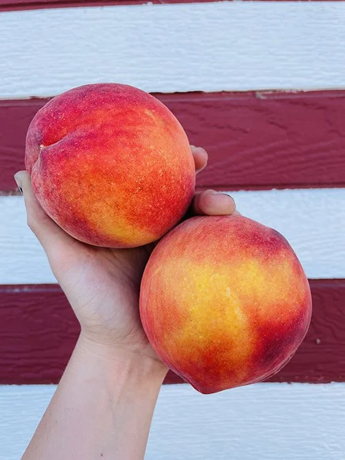 U-Pick peaches from The Pumpkin Patch