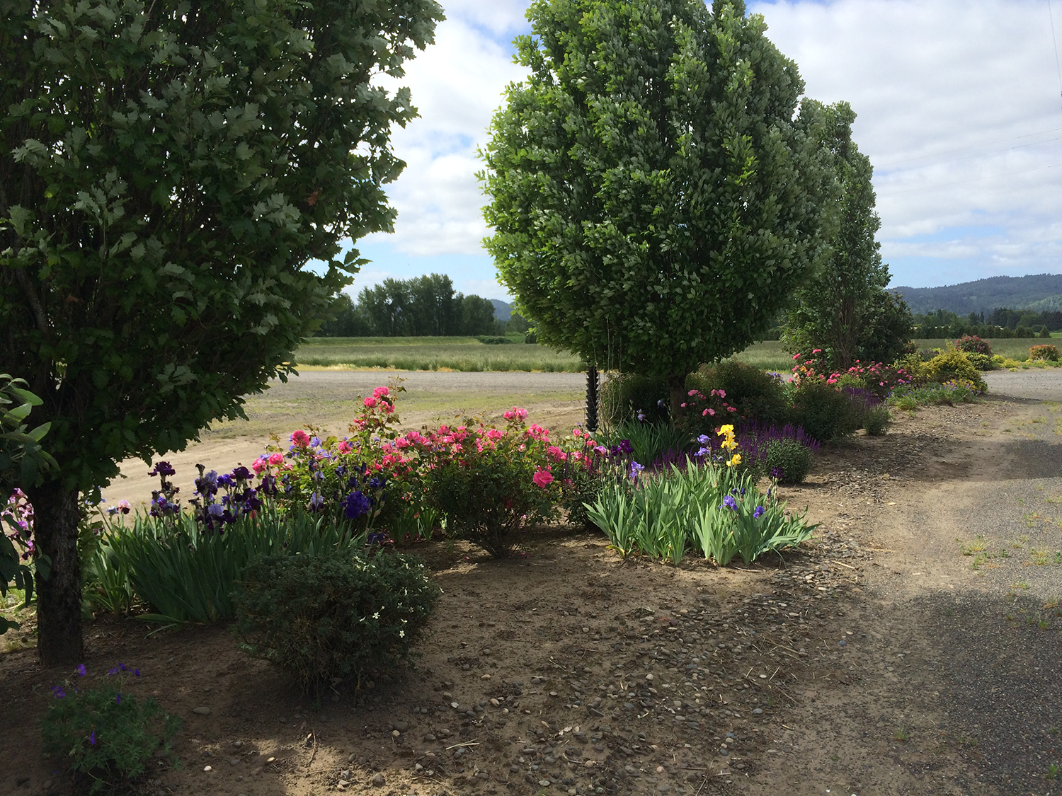Thank for your making our roads so beautiful! Photo by Sauvie Island resident Susan Locke