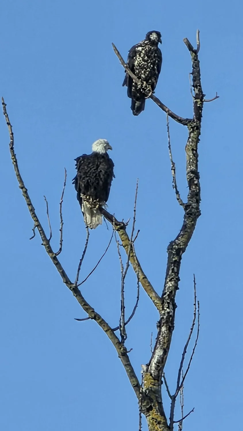 The island scenes and wildlife never get boring! Photo by Sauvie Island resident Sherie Mitts