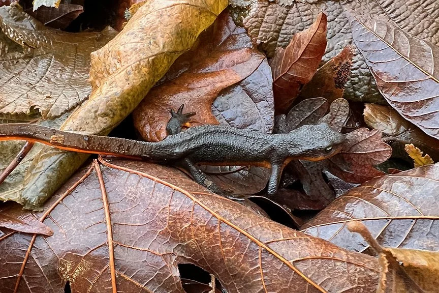 Photo by Sauvie Island resident Linda Wisner