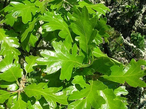 leaves of Oregon While Oaks