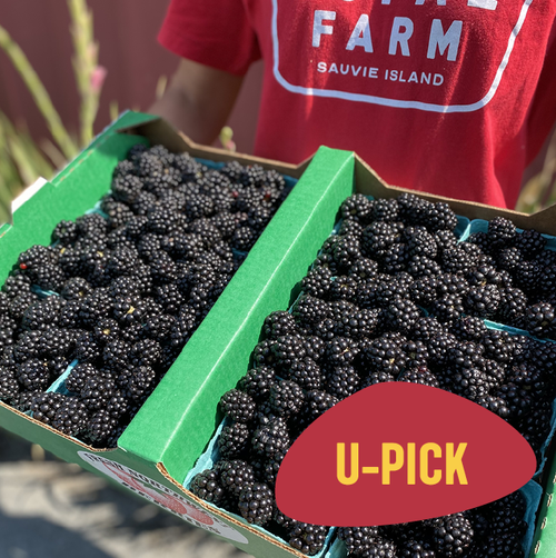 Blackberries at Topaz Farm