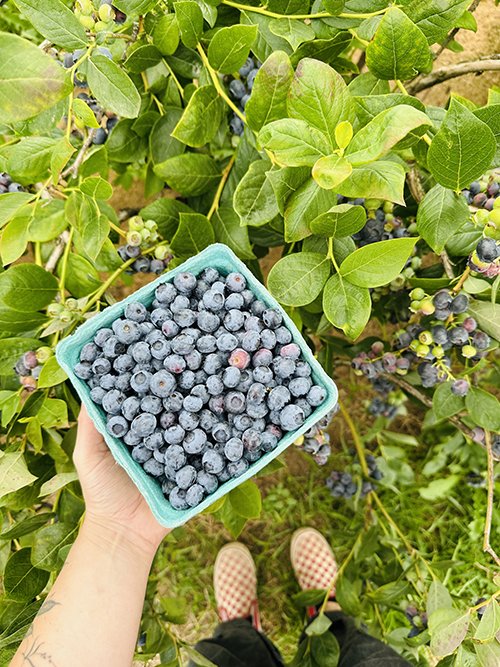 U-Pick Blueberries from The Pumpkin Patch