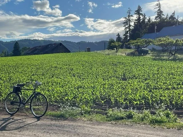 Corn isn't as high as an elephant's eye yet, but it will be. Photo by Sauvie Island resident Michael Rubenstein