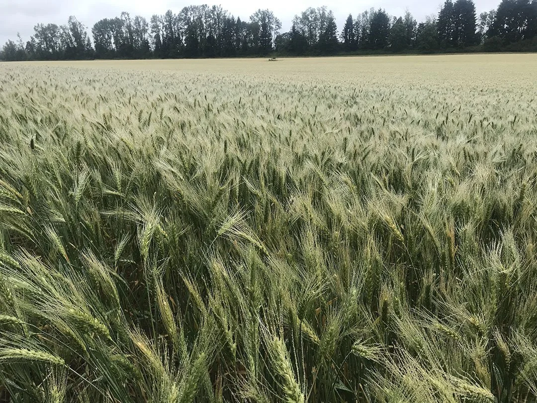 Photo by Sauvie Island resident Betsy Powell