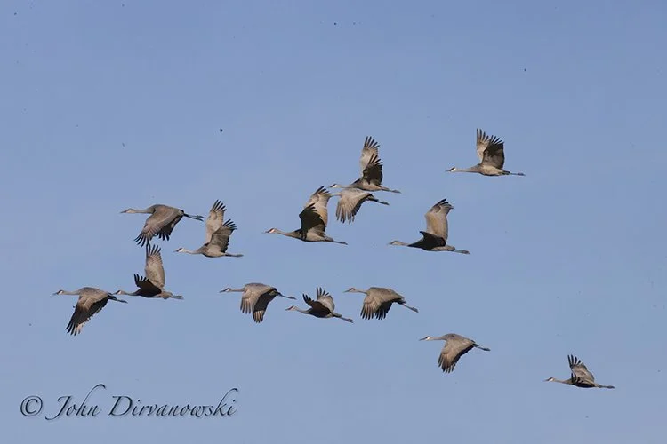Sauvie Island Sandhill Cranes. Photo by John Dirvanowski