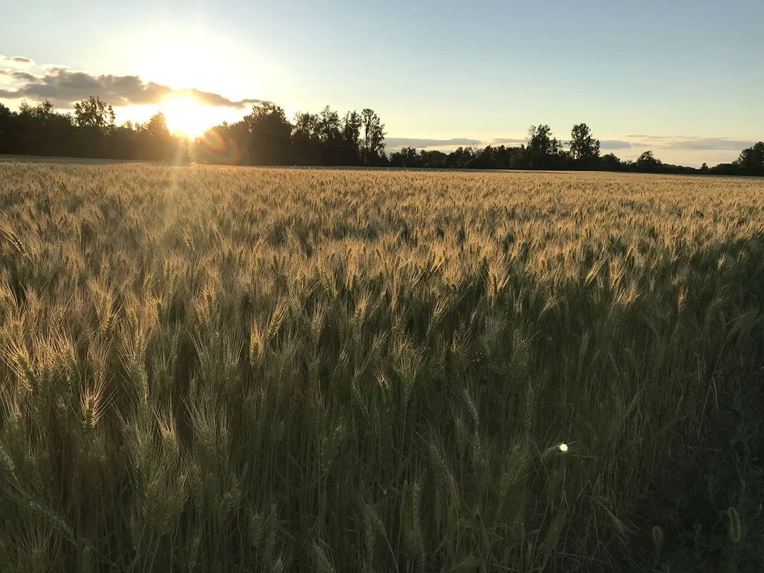 Photo by Sauvie Island resident Betsy Powell