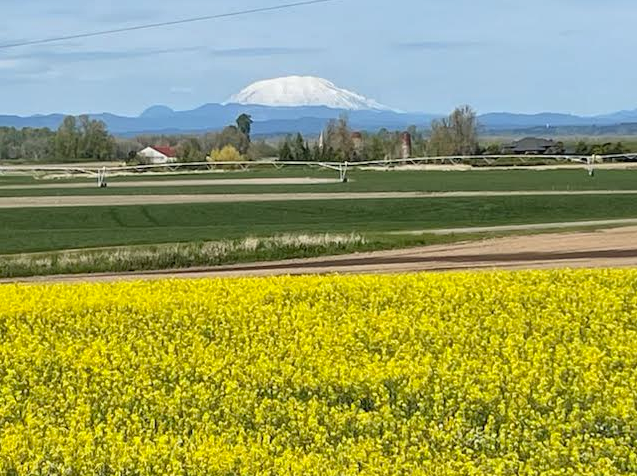 Spring cover crops in bloom on Sauvie Island