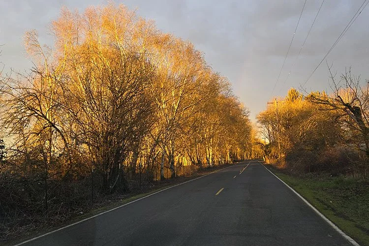 Sunrise with trees. Photo by Sauvie Island resident Sherie Mitts
