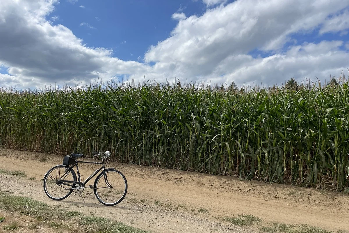 What a difference two months makes! Corn now officially towers over the bicycle. Photo by Sauvie Island resident Michael Rubenstein