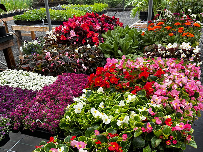 Island Gardens Spring greenhouse