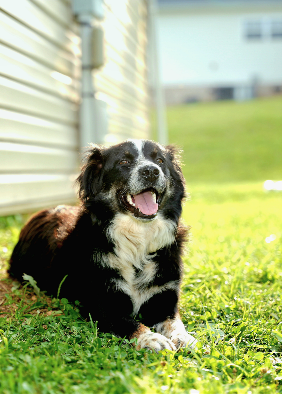 A happy black and white dog lying on green grass outside in sunlight.