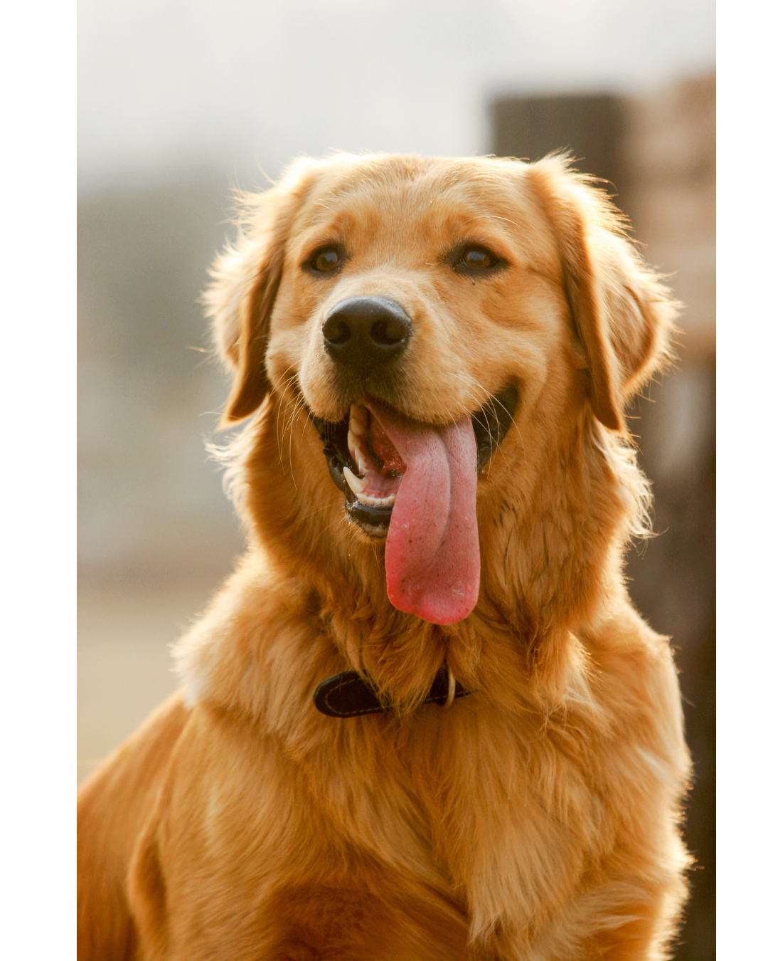 Close-up of a happy golden retriever dog with its tongue hanging out.