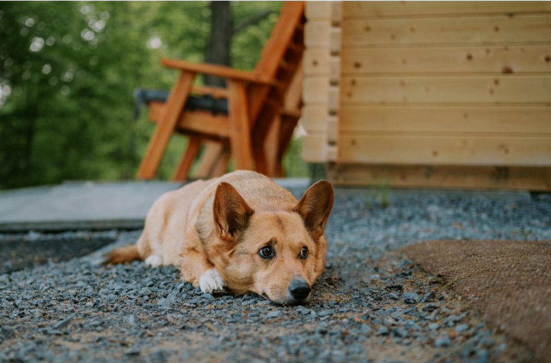 A dog lying on gravel outside near a wooden structure and green foliage.