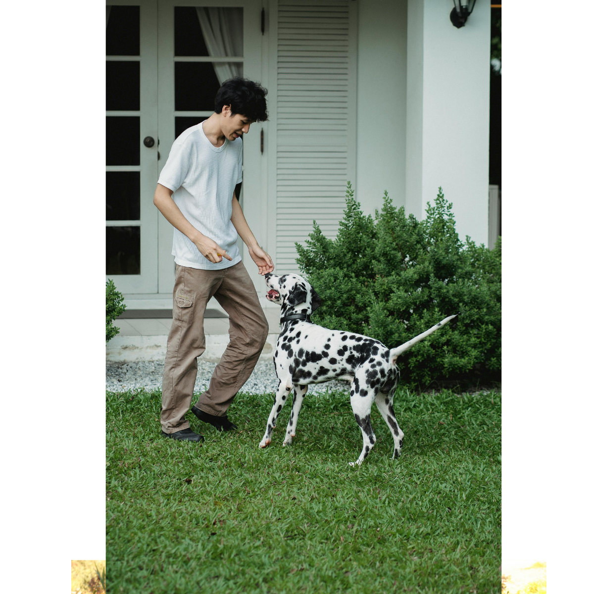 A person playing with a Dalmatian puppy on a lawn in front of a house with plants and a porch.