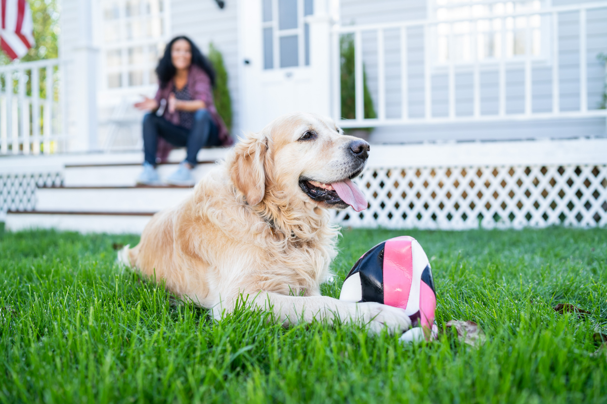 Golden retriever dog lying on green grass with a pink and black ball. A woman sitting on steps in the background smiling and waving.