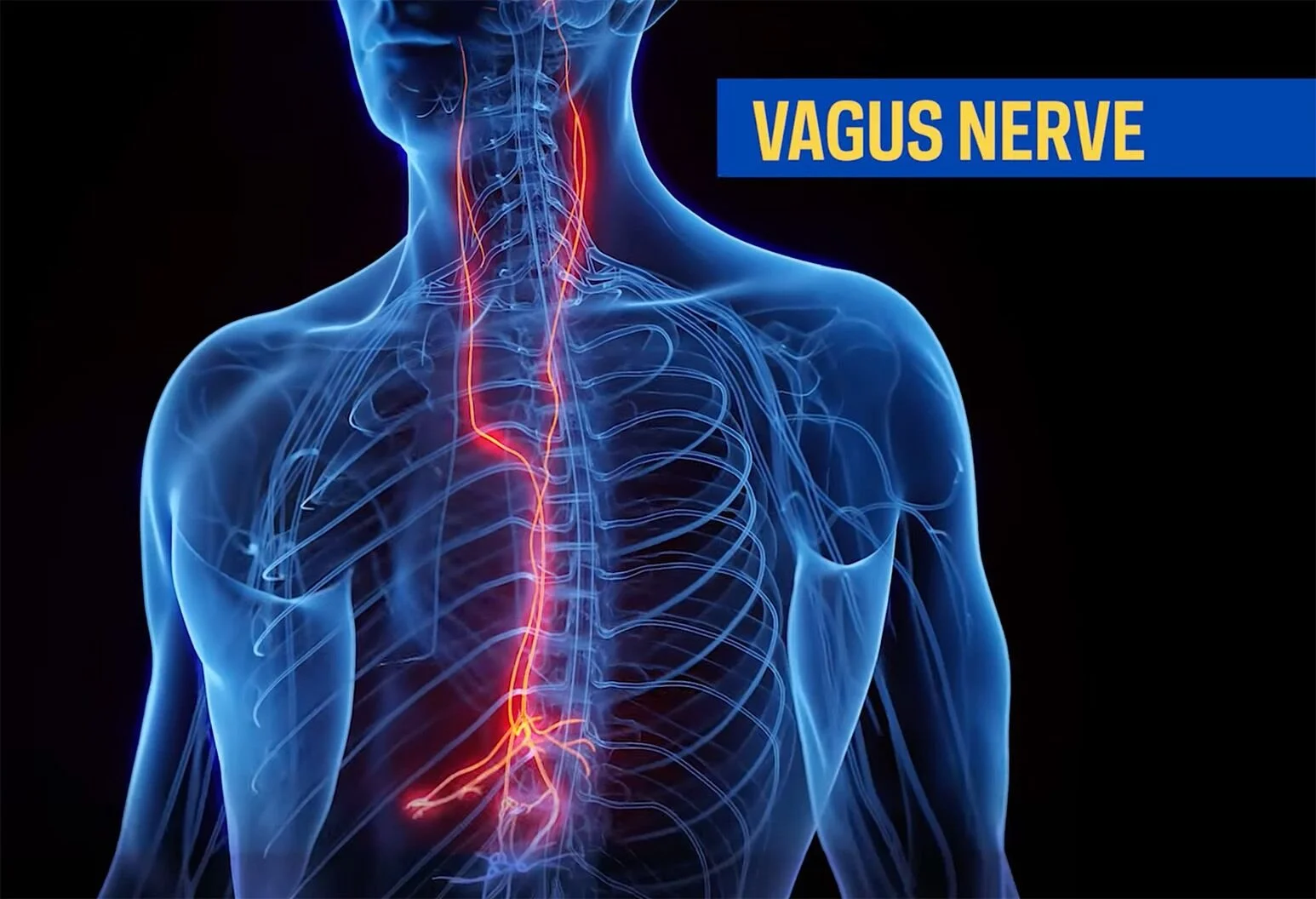 Your Vagus Nerve Is the Key to Calm. Here's What That Actually Means.