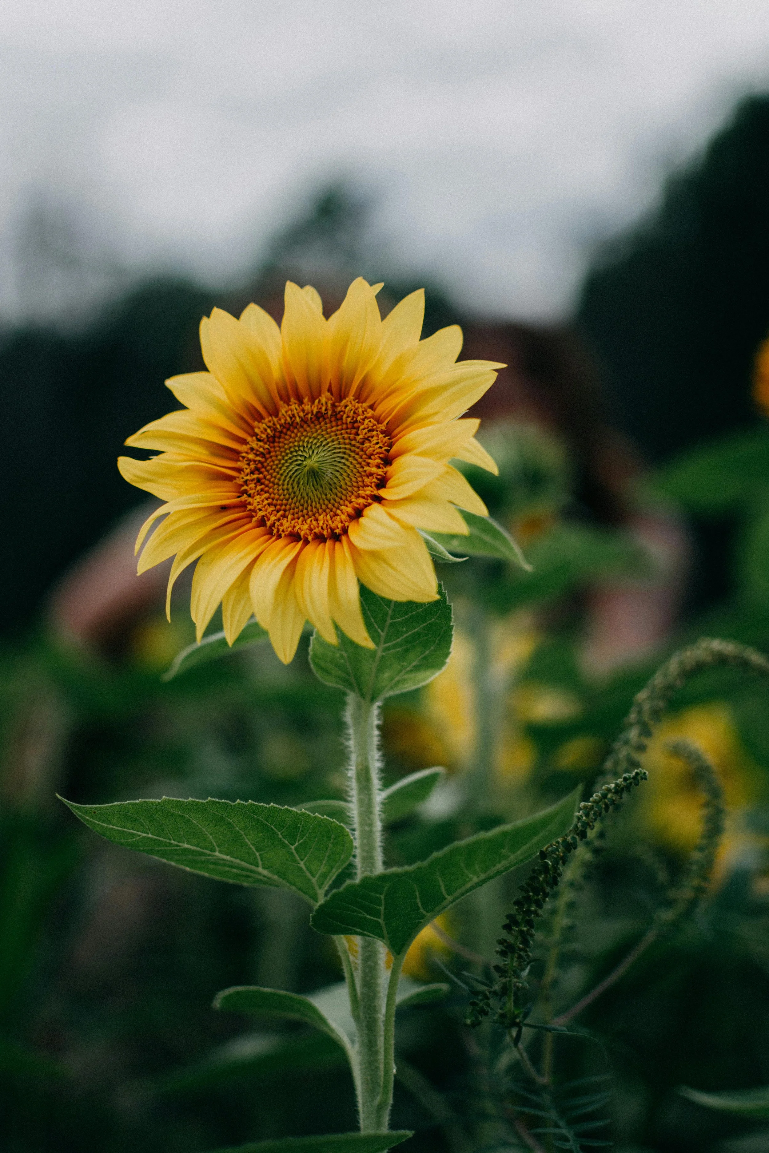 A close-up of a vibrant yellow sunflower with a greenish center, set against a blurred background of greenery and a cloudy sky.