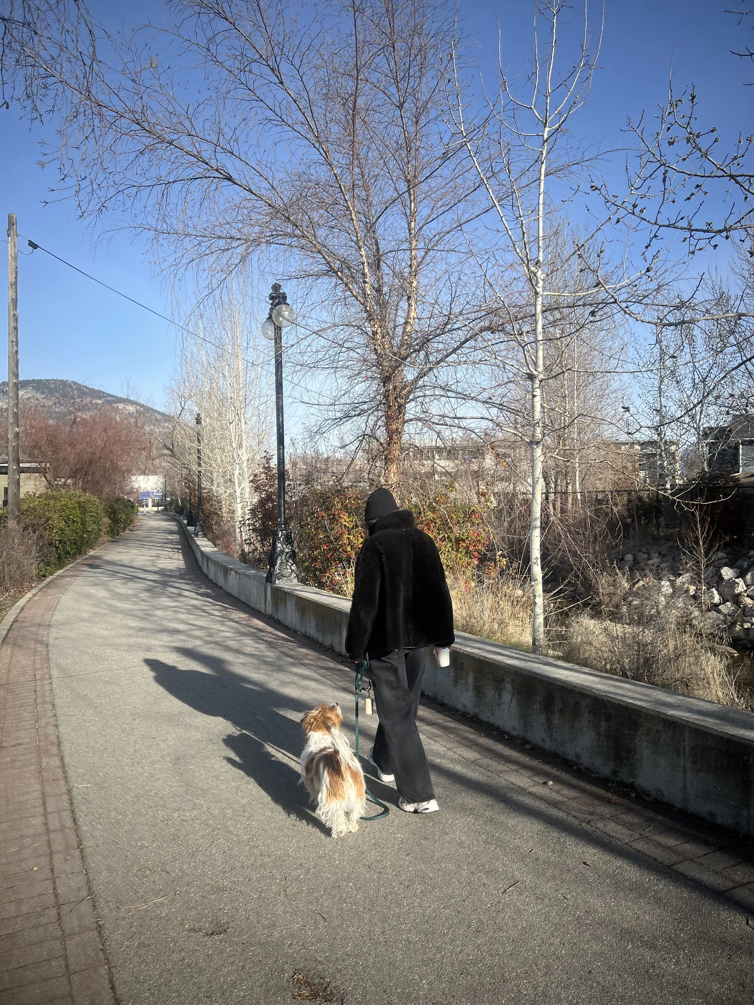 A person walking a dog on a curved sidewalk beside a low wall, with leafless trees and hillside in the background on a clear day.