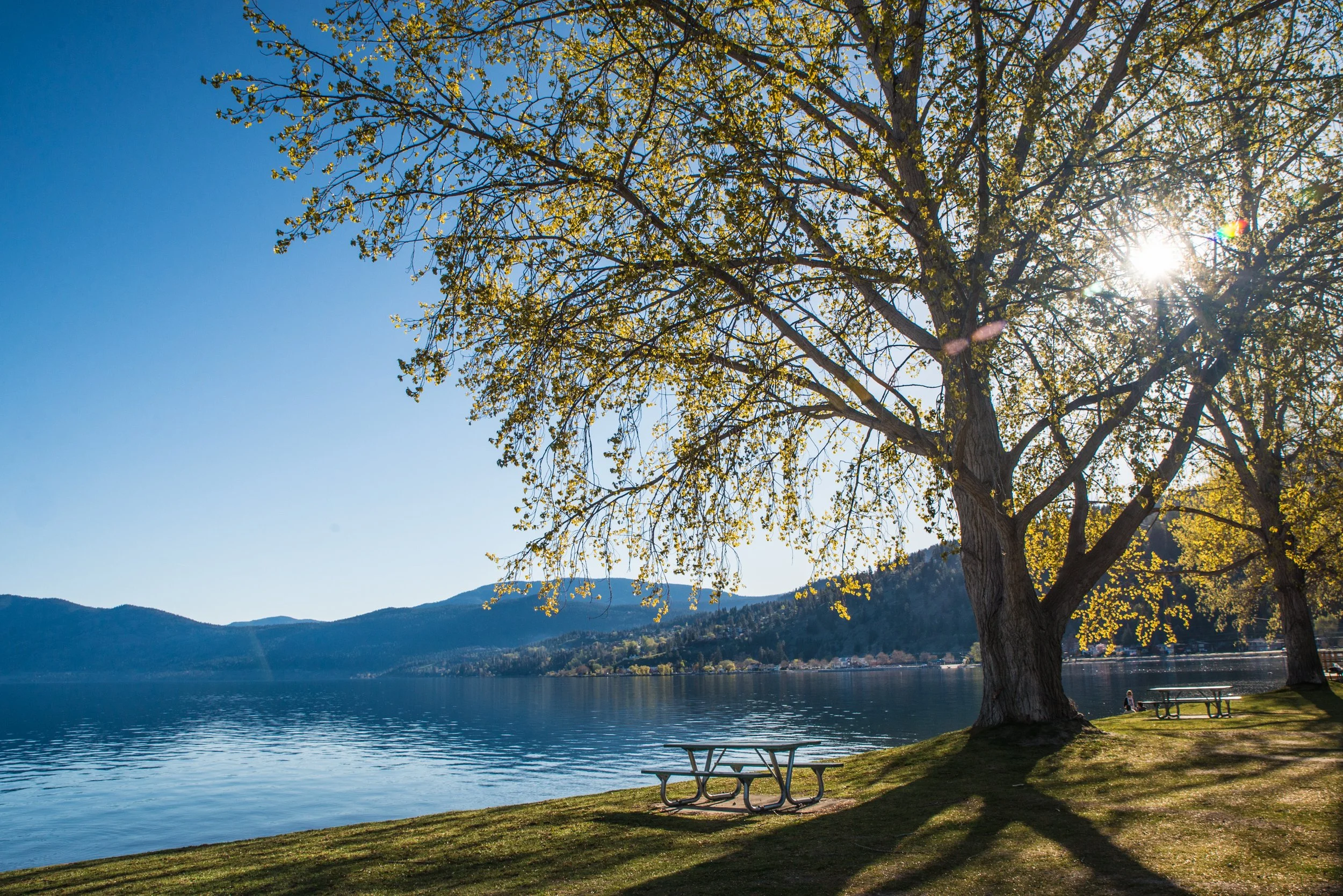 A lakeside park with a large tree, picnic tables, and mountains in the background, sunlight shining through the tree branches.