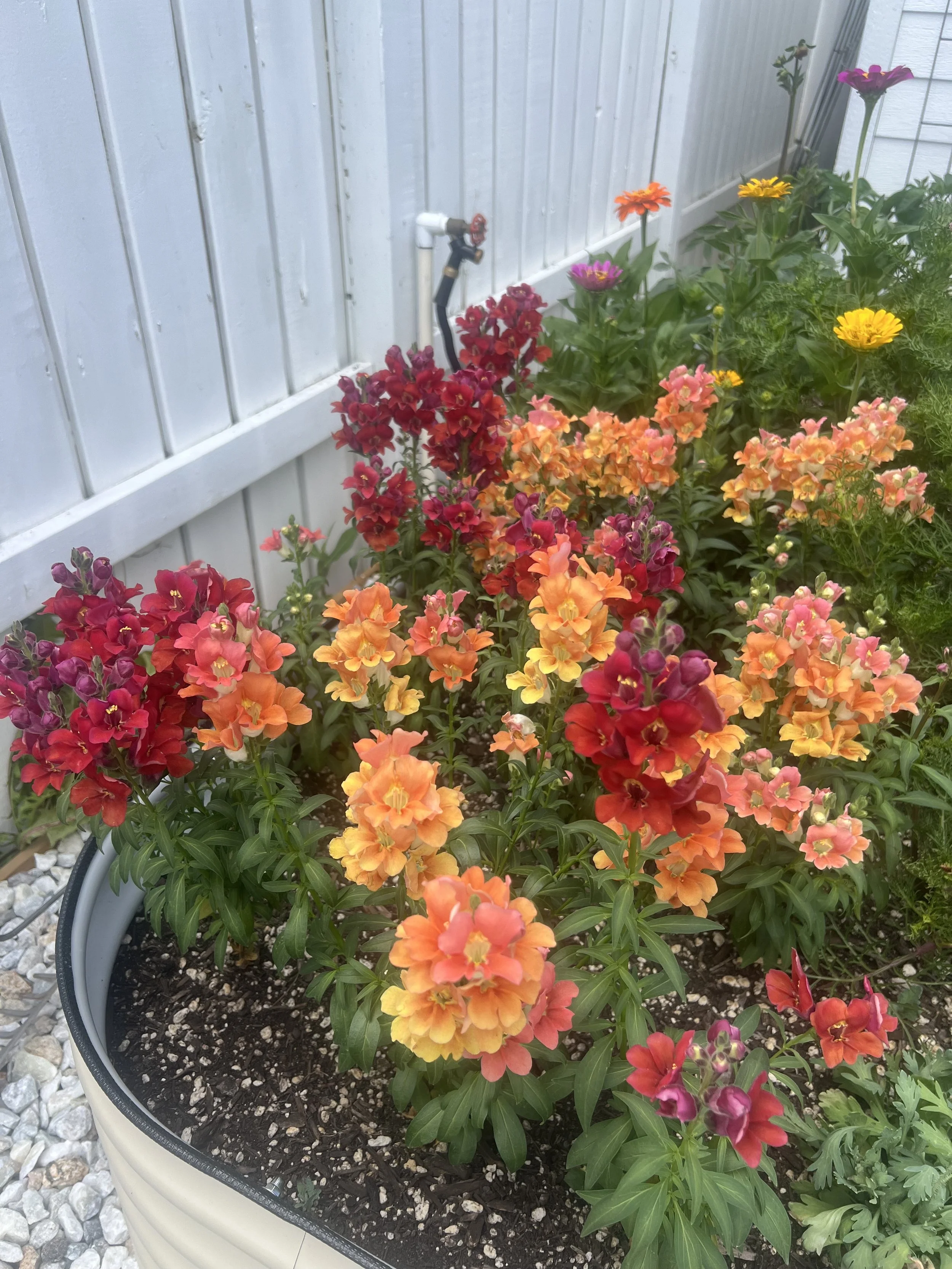 Colorful flowers in a container garden next to a white wooden fence, with a hose attached to a faucet in the background.