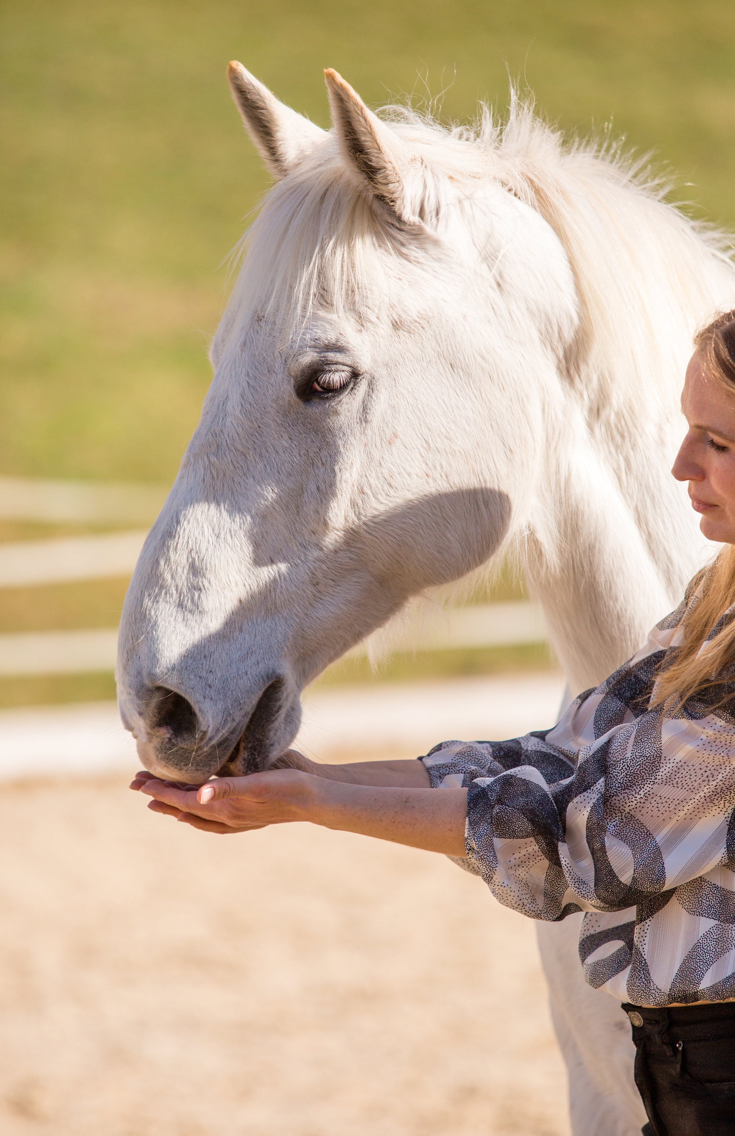 Pferdegestütztes Coaching