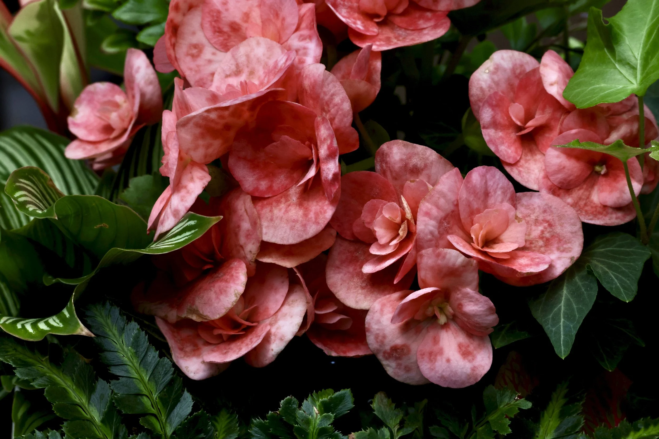 Close-up of pink tropical flowers with green leaves.
